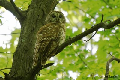 Chouette raye (Barred Owl) 