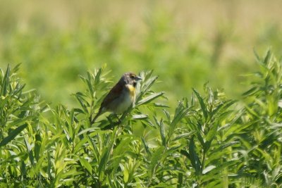 Dickcissel d'Amrique (Dickcissel)