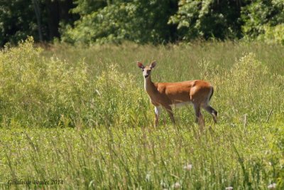 Cerf de Virginie