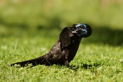 Quiscale bronz (Common Grackle)