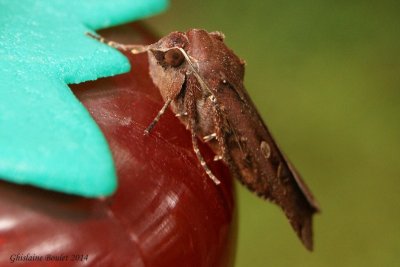 Fiance (noctua pronuba) 