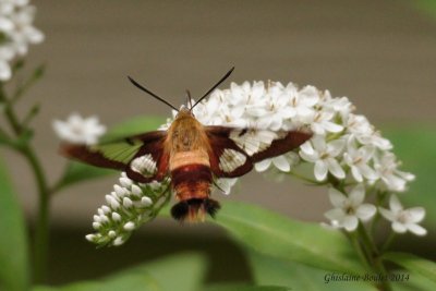 Sphinx colibri