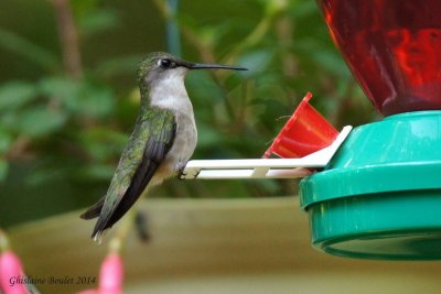 Colibri  gorge rubis (Ruby-throated Hummingbird)