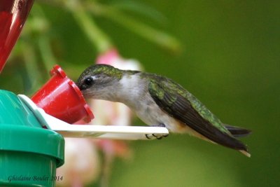 Colibri  gorge rubis (Ruby-throated Hummingbird)