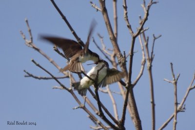 Hirondelle bicolore (Tree Swallow) 3 de 3