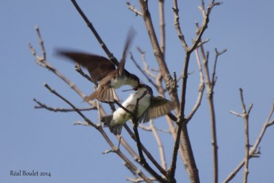 Hirondelle bicolore (Tree Swallow) 3 de 3