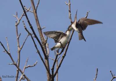 Hirondelle bicolore (Tree Swallow) 1 de 3