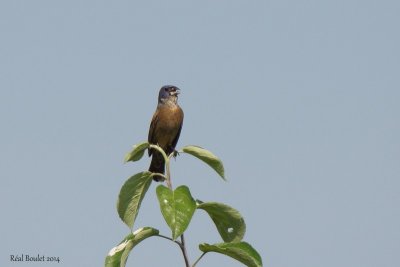 Guicara bleu (Blue Grosbeak)