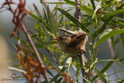 Troglodyte des marais (Marsh Wren)