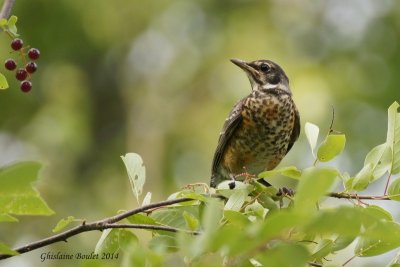 Merle d'Amrique (American Robin) 