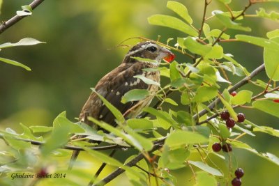 Cardinal  poitrine rose (Rose-breasted Grosbeak)