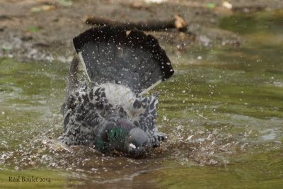 Pigeon biset (Rock Dove)