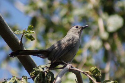 Moqueur chat (Gray Catbird) 