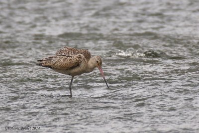 Barge marbre (Marbled Godwit) 