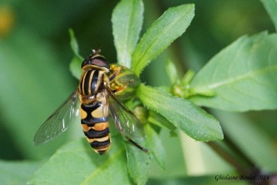 Grand Syrphide  bandes thoraciques 