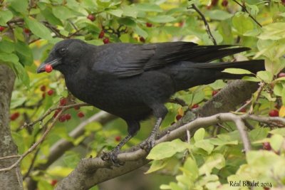 Corneille d'Amrique (American Crow) 