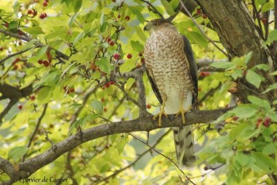 pervier de Cooper (Cooper's Hawk) 