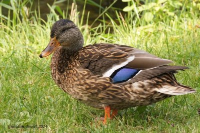 Canard colvert (Mallard)