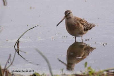 Bcassin  long bec (Long-billed Dowitcher)