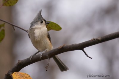 Msange bicolore (Tufted Titmouse)