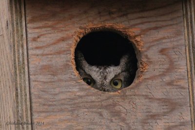 Petit-duc macul (Eastern Screech-Owl)