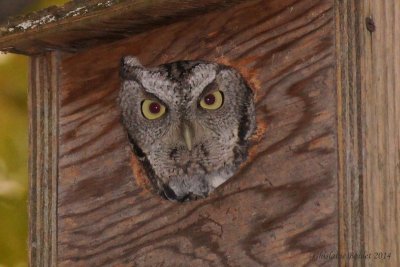 Petit-duc maculé (Eastern Screech-Owl)