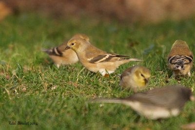 Chardonneret jaune (American Goldfinch)