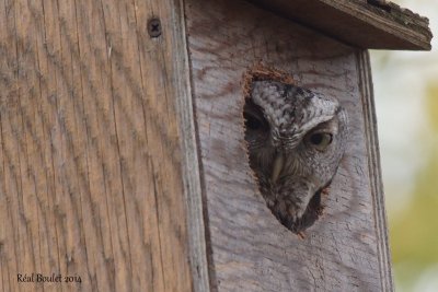 Petit-duc maculé (Eastern Screech-Owl)
