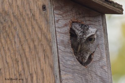 Petit-duc macul (Eastern Screech-Owl)