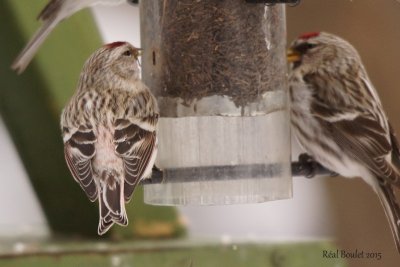 Sizerin blanchtre (Hoary Redpoll) 