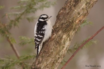 Pic mineur (Downy Woodpecker)