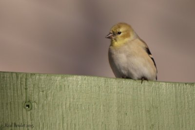 Chardonneret jaune (American Goldfinch)