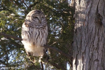 Chouette raye (Barred Owl)