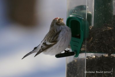 Sizerin blanchtre (Hoary Redpoll)