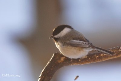 Msange  tte noire (Black-capped Chickadee)