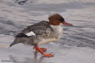 Grand Harle (Common Merganser)