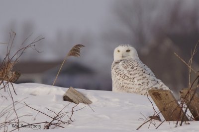 Harfang des neiges (Snowy Owl)