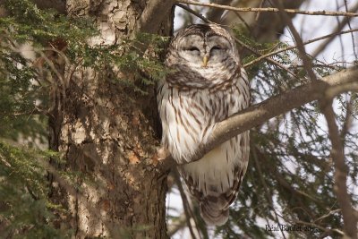 Chouette raye (Barred Owl)