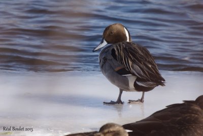 Canard pilet (Northern Pintail)