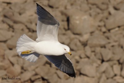 Goland  bec cercle (Ring-billed Gull)