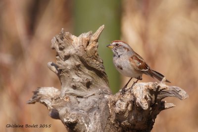 Bruant hudsonnien (American Tree Sparrow)