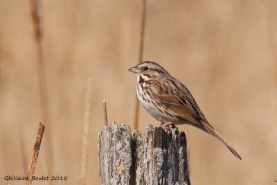 Bruant chanteur (Song Sparrow)