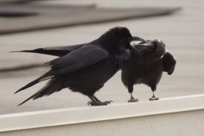 Grand Corbeau (Common Raven)