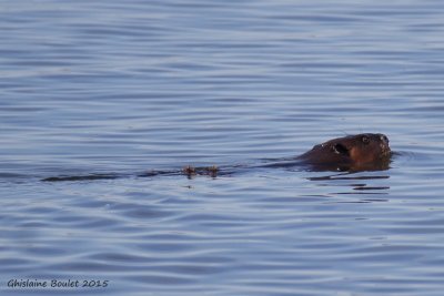 Castor - Beaver