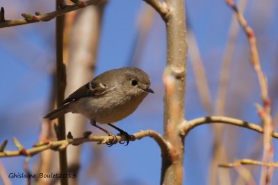 Roitelet  couronne rubis (Ruby-crowned Kinglet)