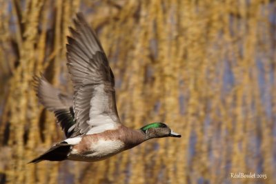 Canard d'Amrique (American Wigeon)