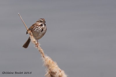 Bruant chanteur (Song Sparrow) 