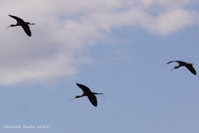 Ibis falcinelle (Glossy Ibis)
