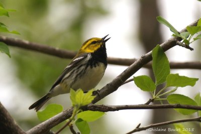 Paruline à gorge noire (Black-Throated Green Warbler)