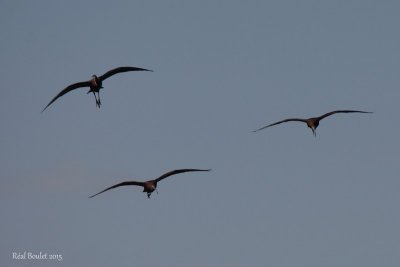 Ibis falcinelle (Glossy Ibis)